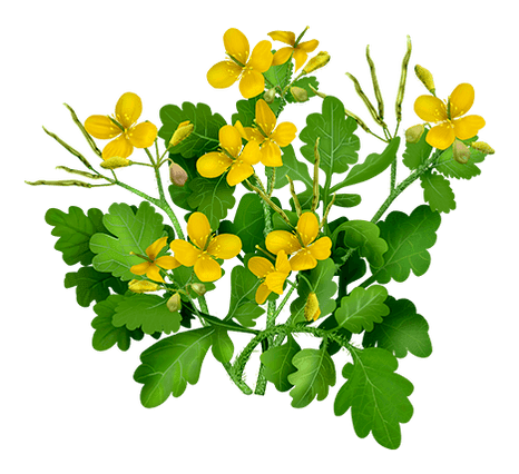 Celandine Proctonic